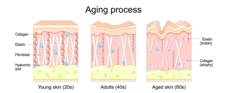 What Is Collagen?